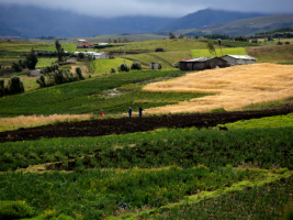 © AVSF Ecuador