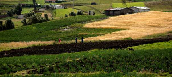 © AVSF Ecuador