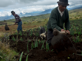 © AVSF Ecuador