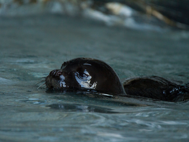 © A.Bonetti - WWF Greece