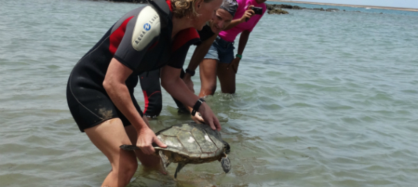 Maio Biodiversity Foundation- Fundaçao Maio Biodiversidade