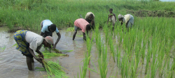 Chinde in SRI Transplanting