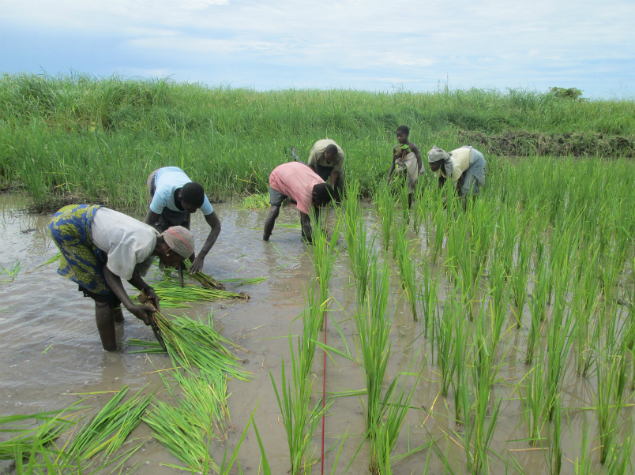 Chinde in SRI Transplanting