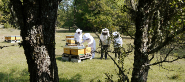 © Observatoire Français d'Apidologie