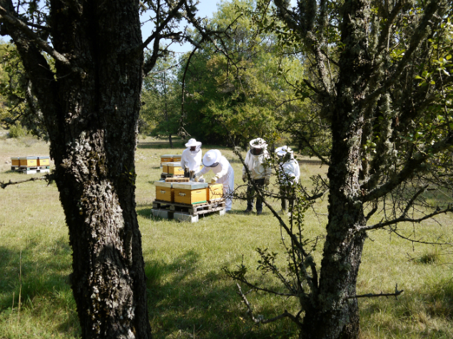 © Observatoire Français d'Apidologie