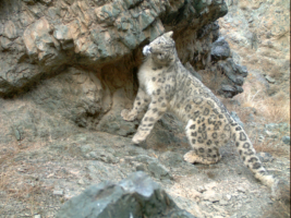 Snow Leopard Conservation Fdt.