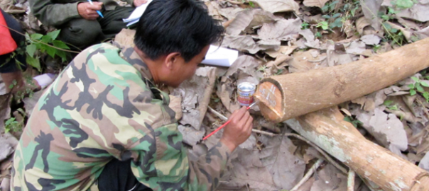 Log marking in Ban Laksip