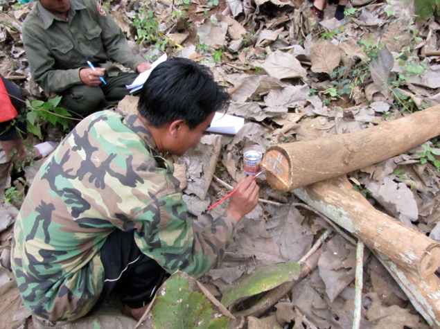 Log marking in Ban Laksip