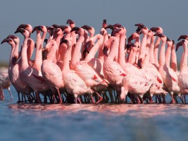 Lesser flamingos in courtship ritual