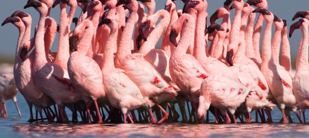 Lesser flamingos in courtship ritual