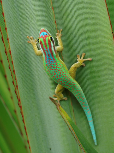 RÃ©sultat de recherche d'images pour "lÃ©zard de MANAPANY"