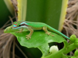 Male Manapany ornate day gecko © NOI