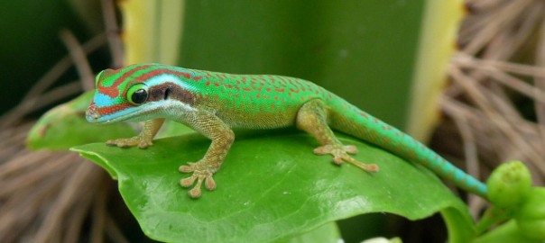 Male Manapany ornate day gecko © NOI