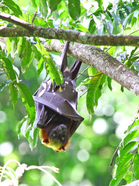 golden crowned flying fox