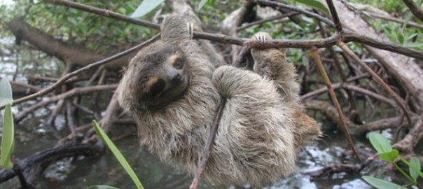 Pygmy three-toed sloth (Bradypus pygmaeus)