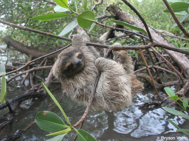 Pygmy three-toed sloth (Bradypus pygmaeus)