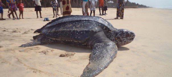 Release of a leatherback turtle © SOS Dassioko