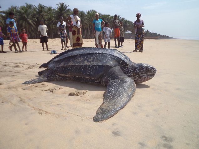 Release of a leatherback turtle © SOS Dassioko