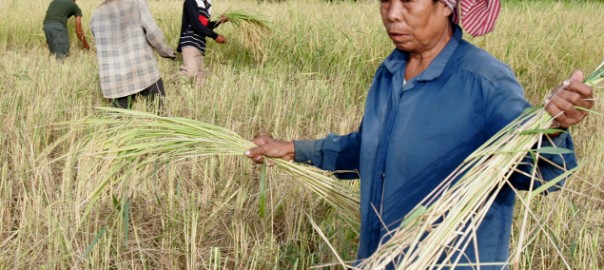 Ibis Rice farmers at Chikraeng BFCA © WCS