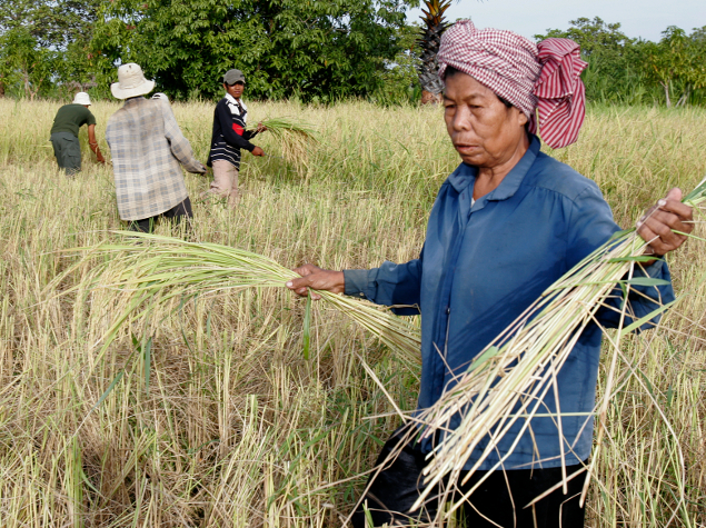 Ibis Rice farmers at Chikraeng BFCA © WCS