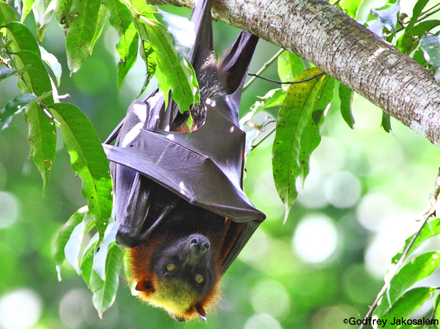 Filipinos in support of flying foxes - Fondation Ensemble