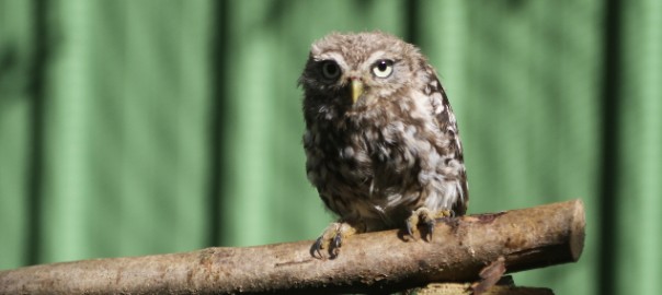 Little owl © La Dame Blanche