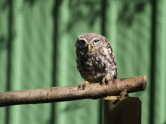 Little owl © La Dame Blanche