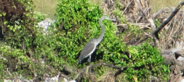 White-bellied heron © Atree