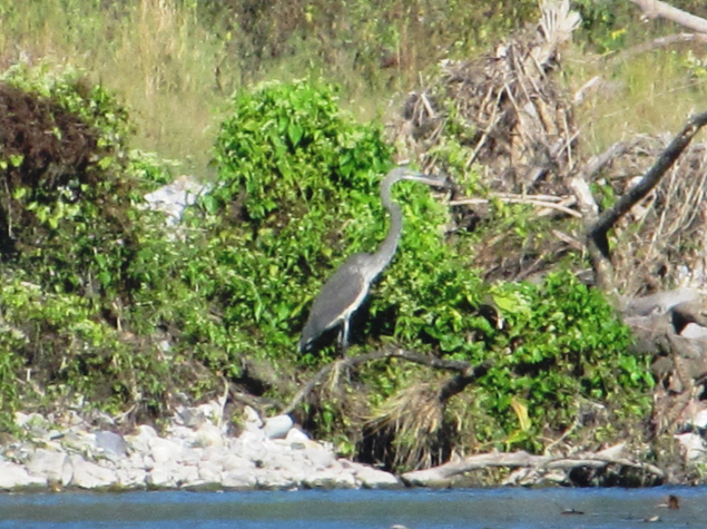 White-bellied heron © Atree