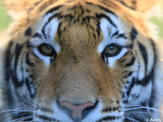 Bengal tiger  The National Trust for Nature Conservation (NTNC)