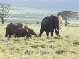 African Elephants