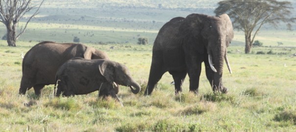 African Elephants