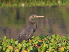 Madagascar Heron - Charles Davies (Creative Commons - CC)