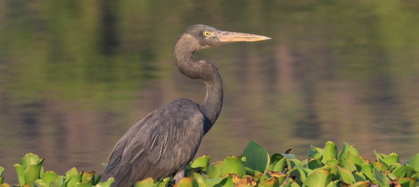 Madagascar Heron - Charles Davies (Creative Commons - CC)