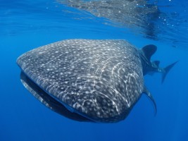 Whale shark © Rachel Graham/MarAlliance