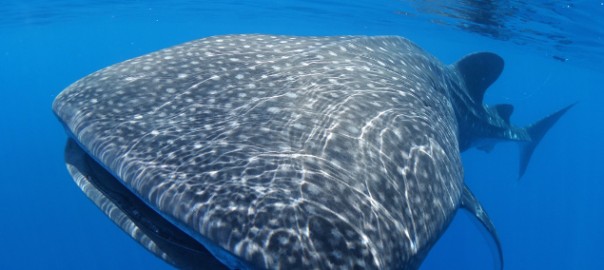 Whale shark © Rachel Graham/MarAlliance