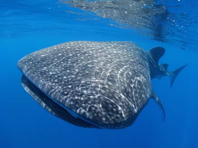 Whale shark © Rachel Graham/MarAlliance