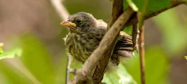 Mangrove finch © Juan Manuel García