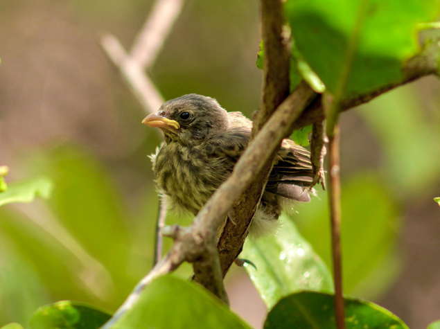 Mangrove finch © Juan Manuel García