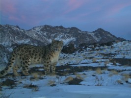 Snow leopard photographed by research camera, South Gobi (Mongolia) © Snow leopard conservation foundation