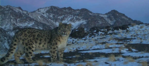 Snow leopard photographed by research camera, South Gobi (Mongolia) © Snow leopard conservation foundation