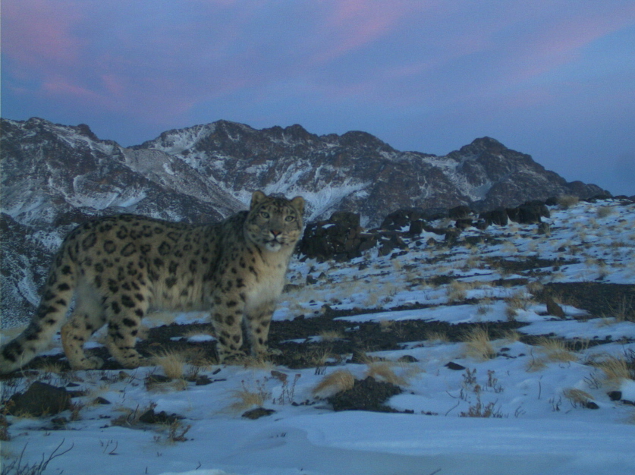 Snow leopard photographed by research camera, South Gobi (Mongolia) © Snow leopard conservation foundation