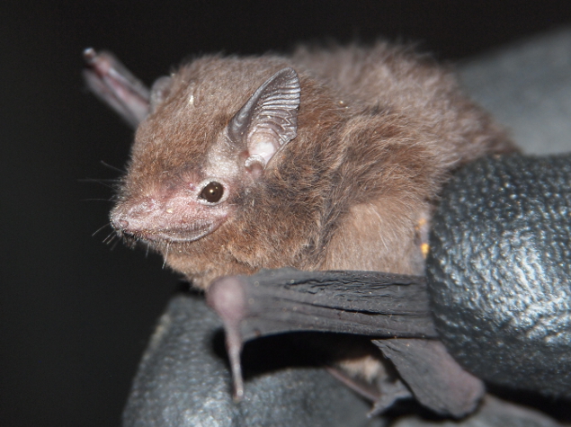 © Shawn Thomas/Bat Conservation International