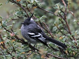 Ash-breasted Tit-Tyrant (Anairetes alpinus)