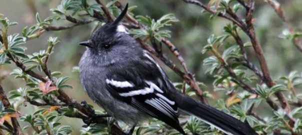 Ash-breasted Tit-Tyrant (Anairetes alpinus)