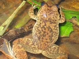 Togo slippery frog