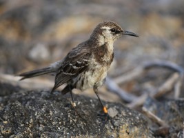 Floreana mockingbird © Dr. Ortiz-Catedral, Island Conservation