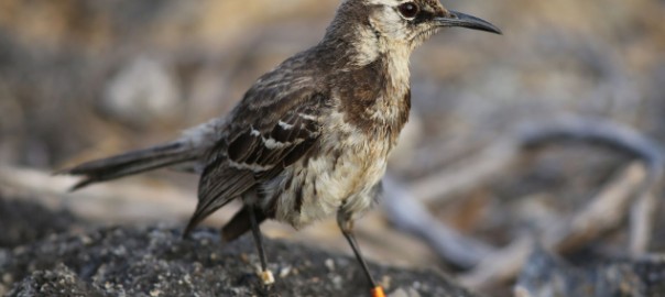 Floreana mockingbird © Dr. Ortiz-Catedral, Island Conservation