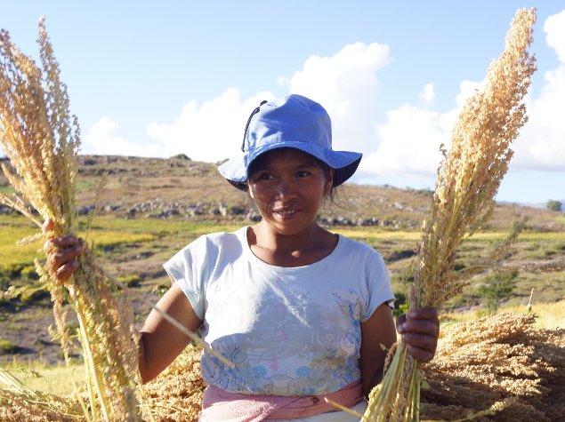 Quinoa harvest