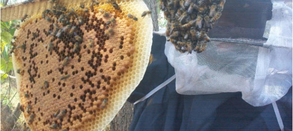 Beekeepers training